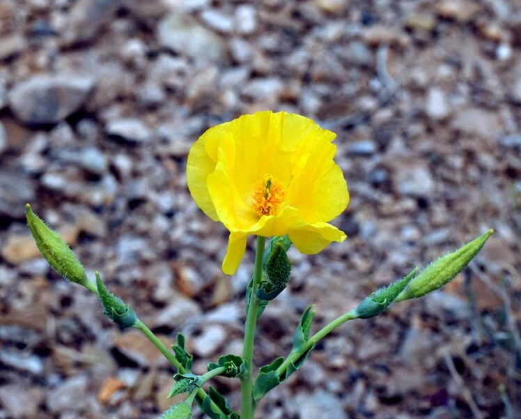 شقایق شیرازی